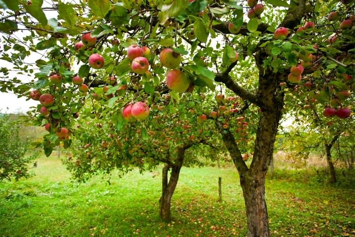 هرس درخت سیب