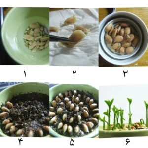 لیمو ترش خانگی