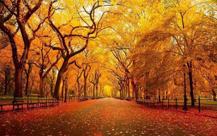 چرا در پاییز برگ درختان تغییر رنگ می دهند ؟