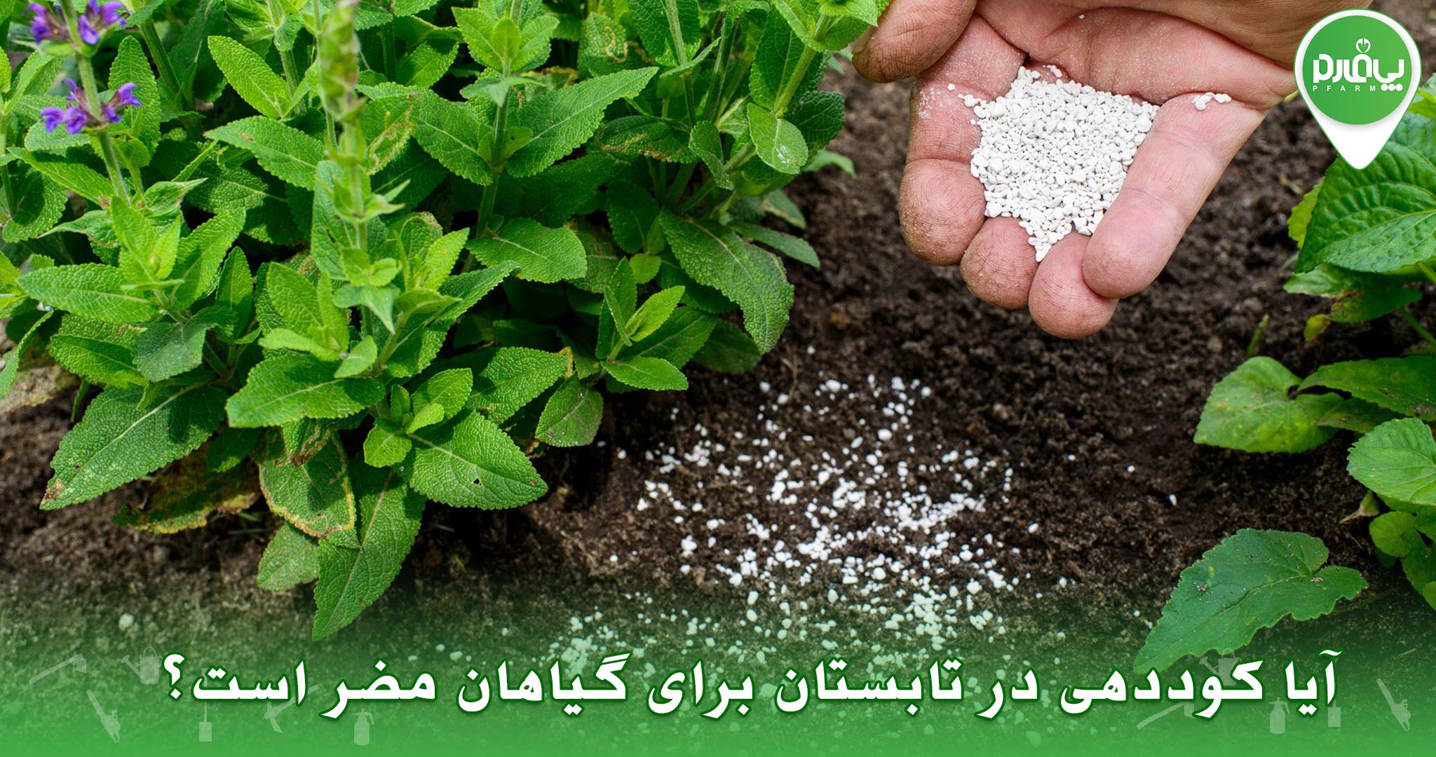 آیا کوددهی در تابستان برای گیاهان مضر است؟