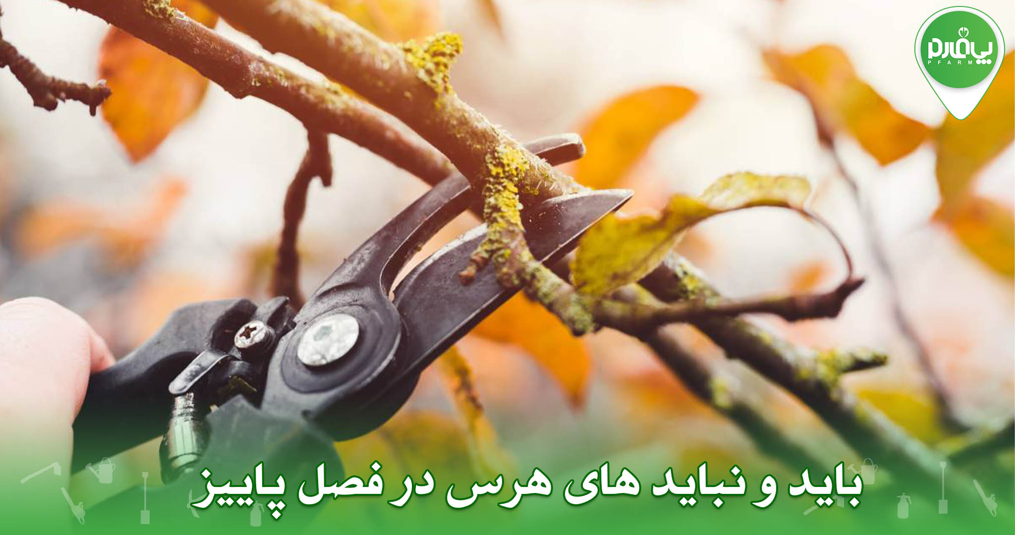 باید و نباید های هرس در فصل پاییز