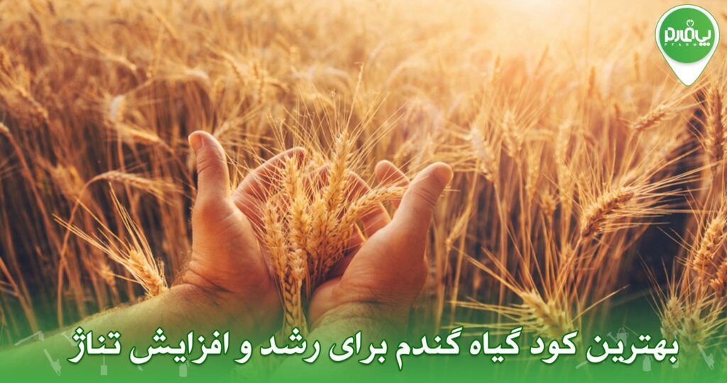 بهترین کود گیاه گندم برای رشد و افزایش تناژ ژ