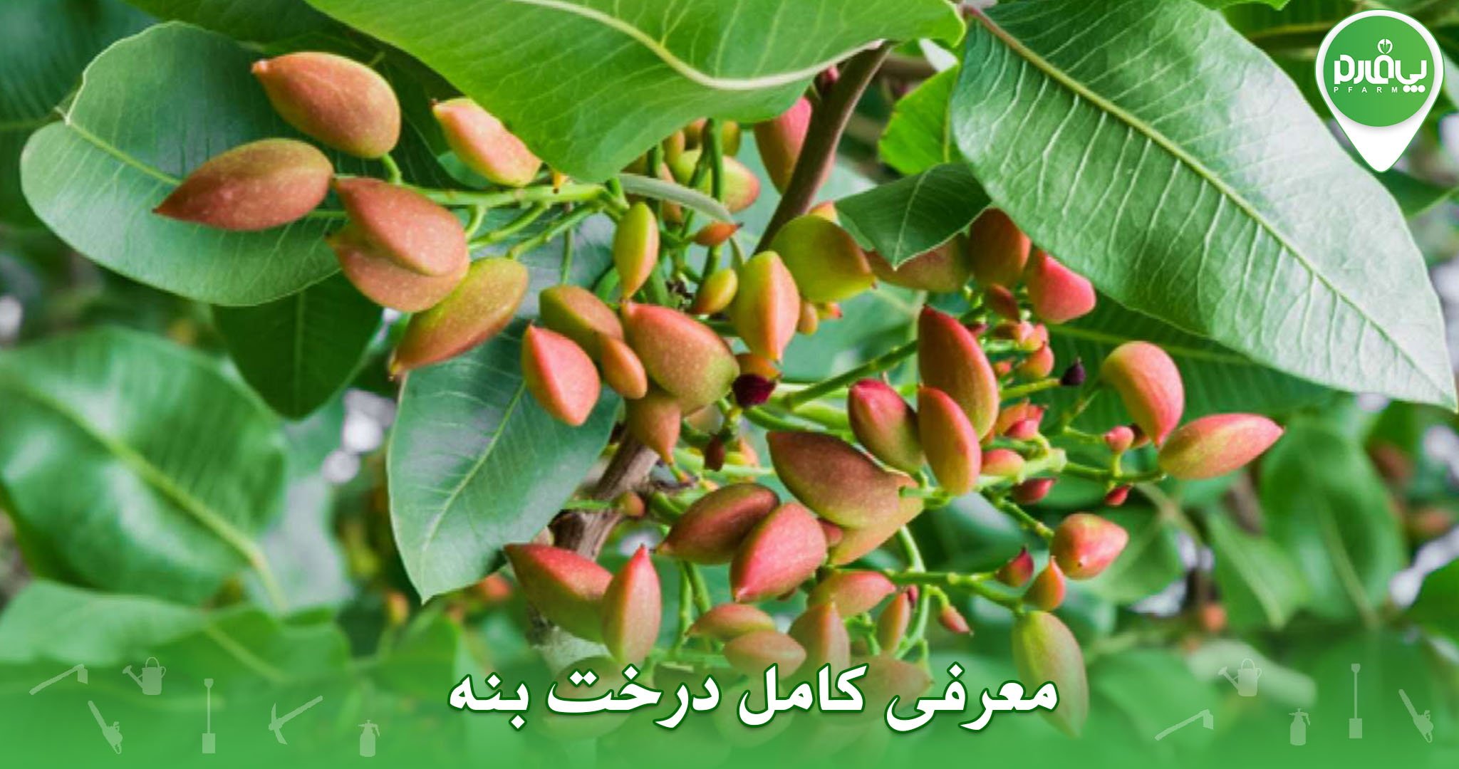 معرفی کامل درخت بنه (پسته وحشی)