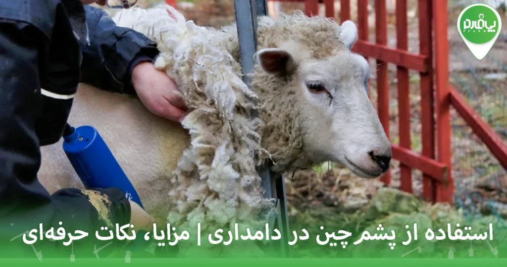 استفاده از پشم‌چین در دامداری | مزایا، نکات حرفه‌ای
