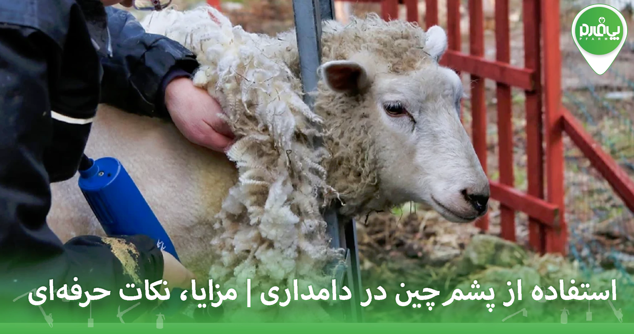 استفاده از پشم‌چین در دامداری | مزایا، نکات حرفه‌ای