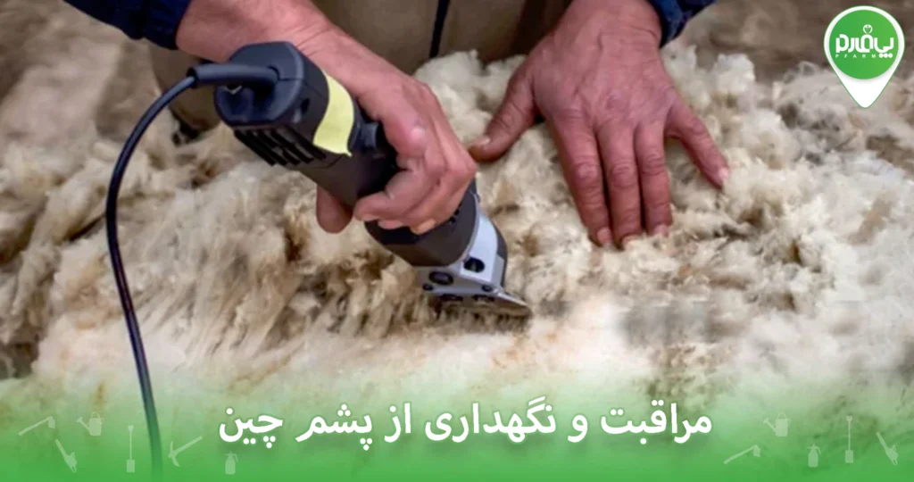 مراقبت و نگهداری از پشم چین