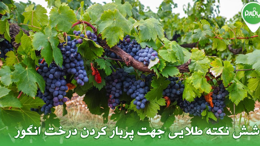 6 نکته طلایی جهت پربار کردن درخت انگور