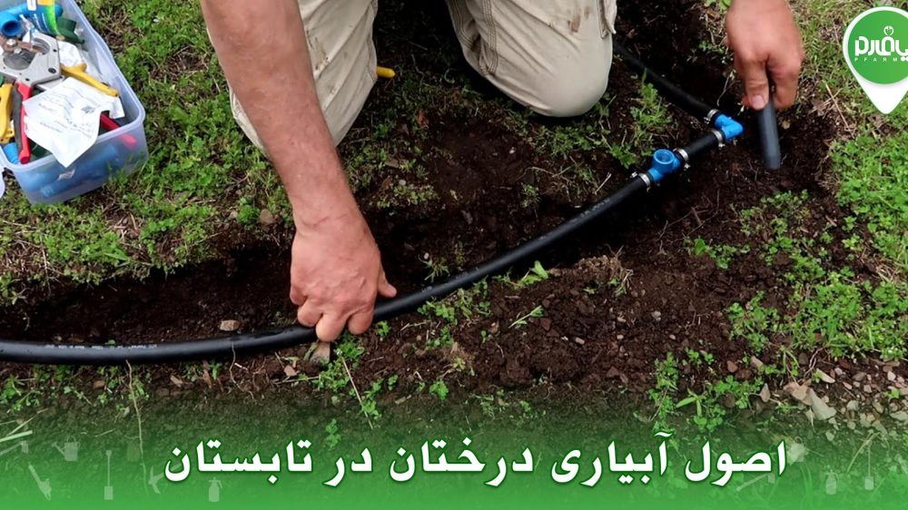 اصول آبیاری درختان در تابستان