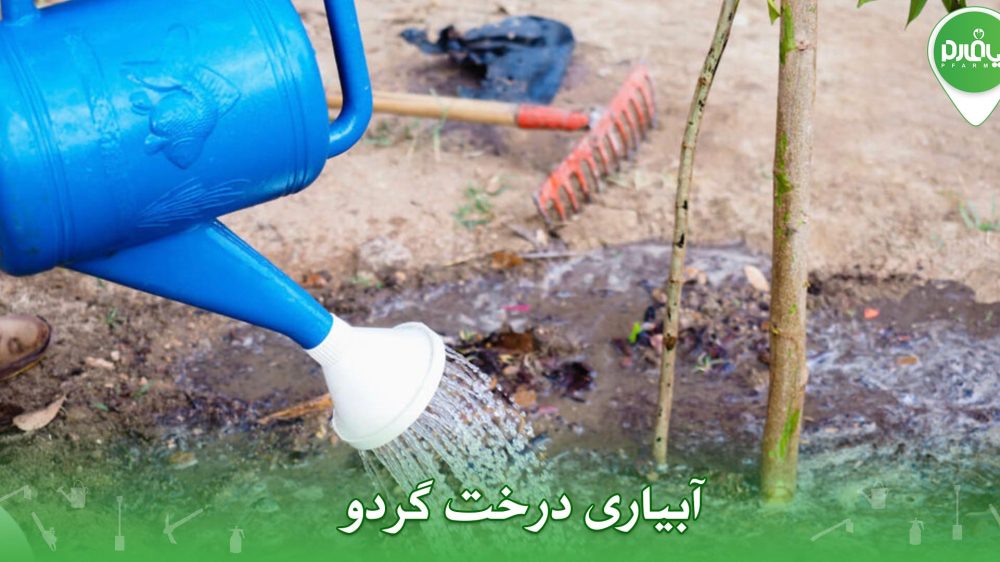 آبیاری درخت گردو