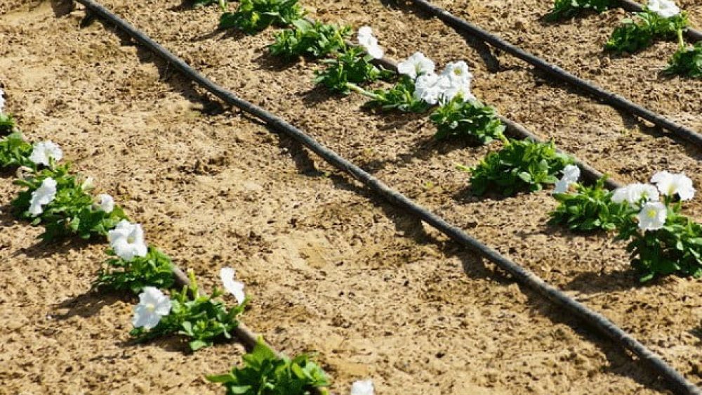 آبیاری قطره ای و سیستم کلی آن