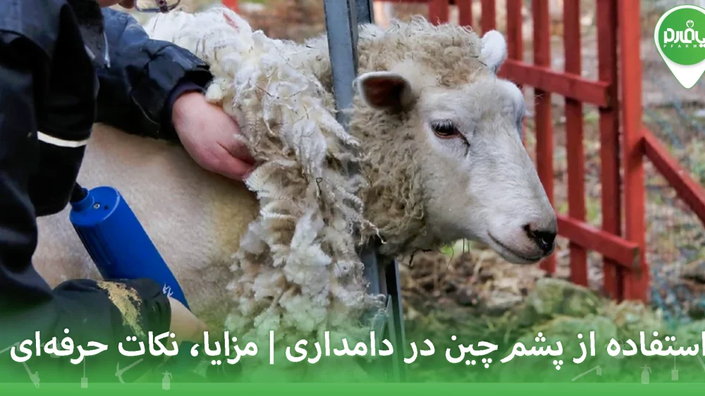 استفاده از پشم‌چین در دامداری | مزایا، نکات حرفه‌ای