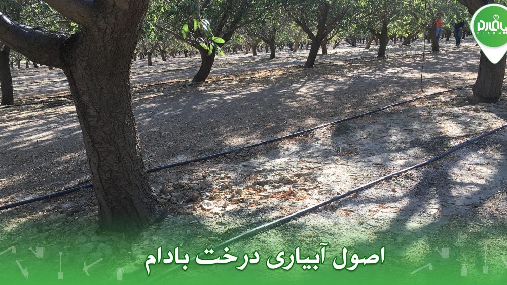 اصول آبیاری درخت بادام