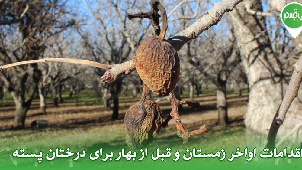اقدامات اواخر زمستان و قبل از بهار برای درختان پسته