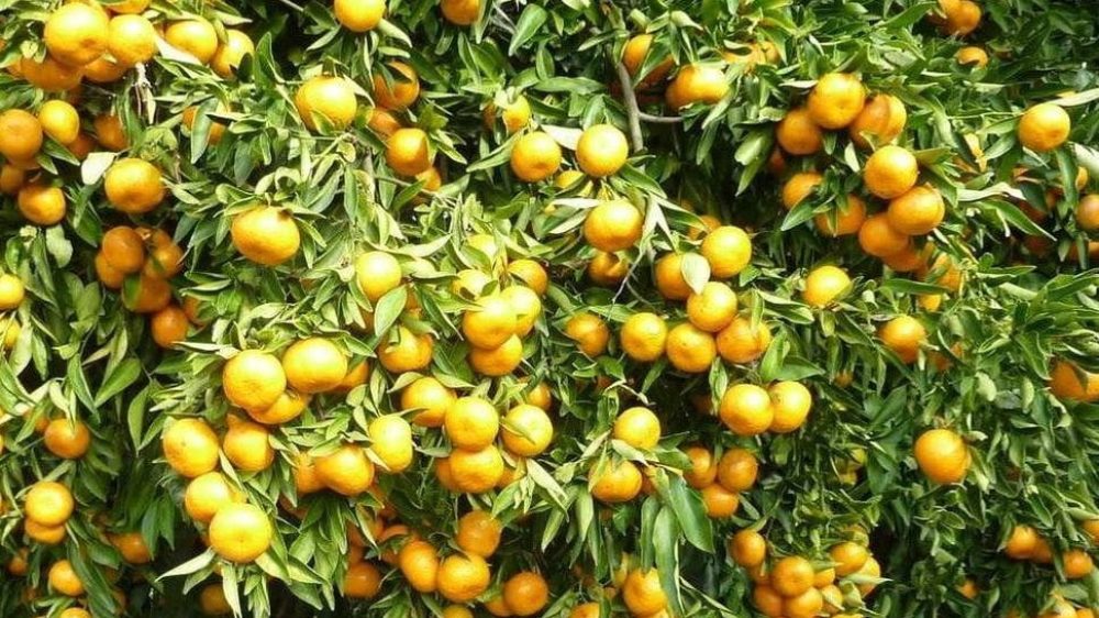 نکته های مهم جهت احداث باغ میوه با نهال مناسب