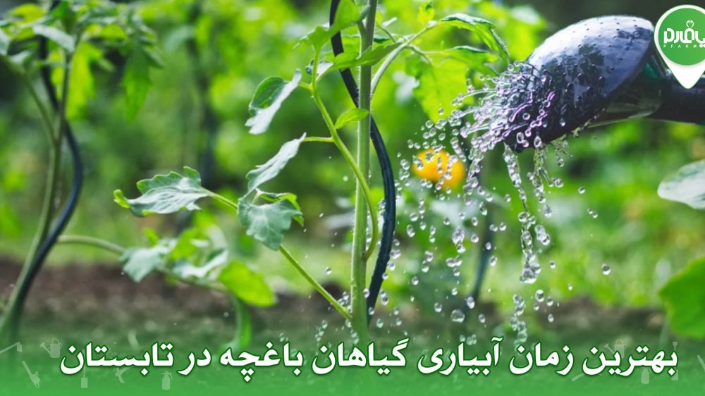 بهترین زمان آبیاری گیاهان باغچه در تابستان