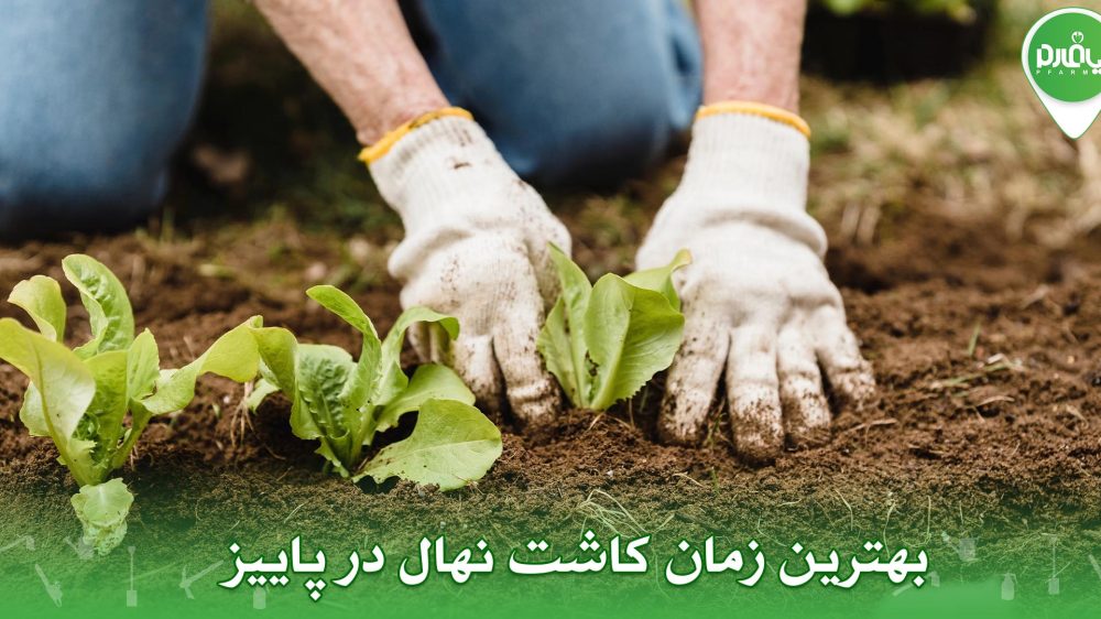 بهترین زمان کاشت نهال در پاییز