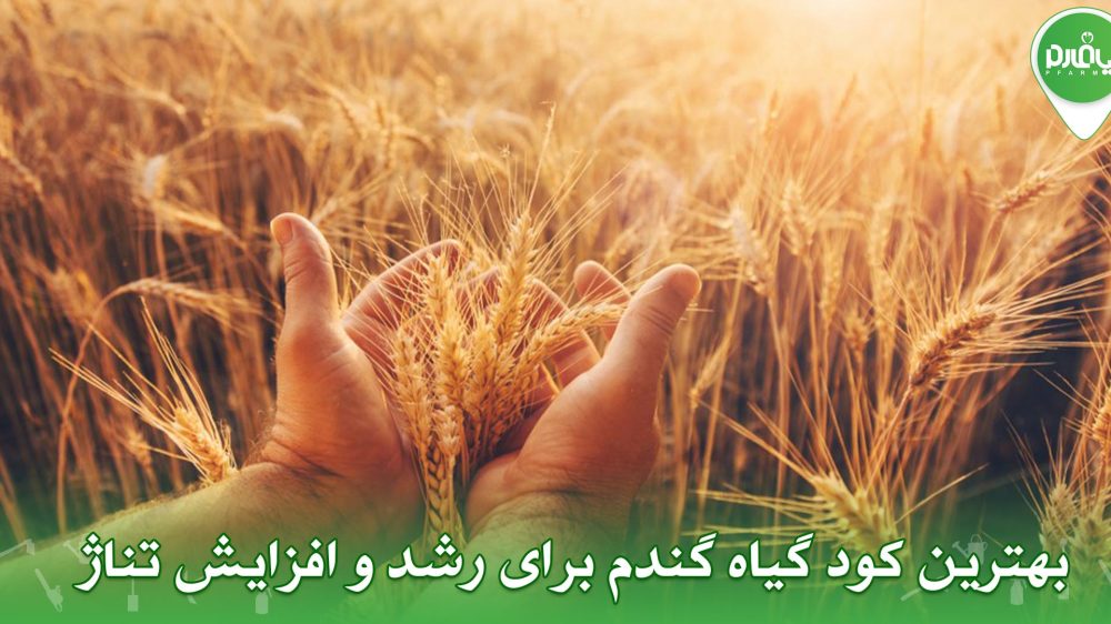 بهترین کود گیاه گندم برای رشد و افزایش تناژ ژ