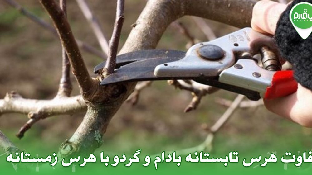 تفاوت هرس تابستانه بادام و گردو با هرس زمستانه