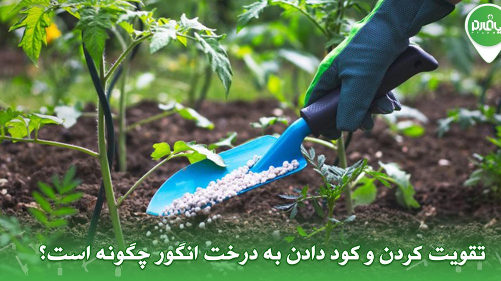 تقویت کردن و کود دادن به درخت انگور چگونه است؟