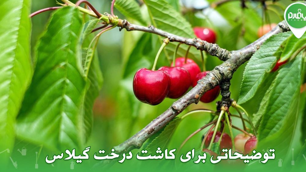 توضیحاتی برای کاشت درخت گیلاس