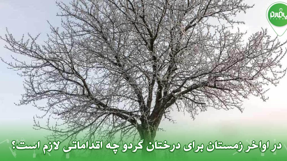 در اواخر زمستان برای درختان گردو چه اقداماتی لازم است؟
