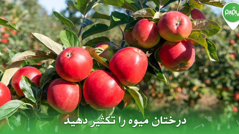 درختان میوه را تکثیر دهید