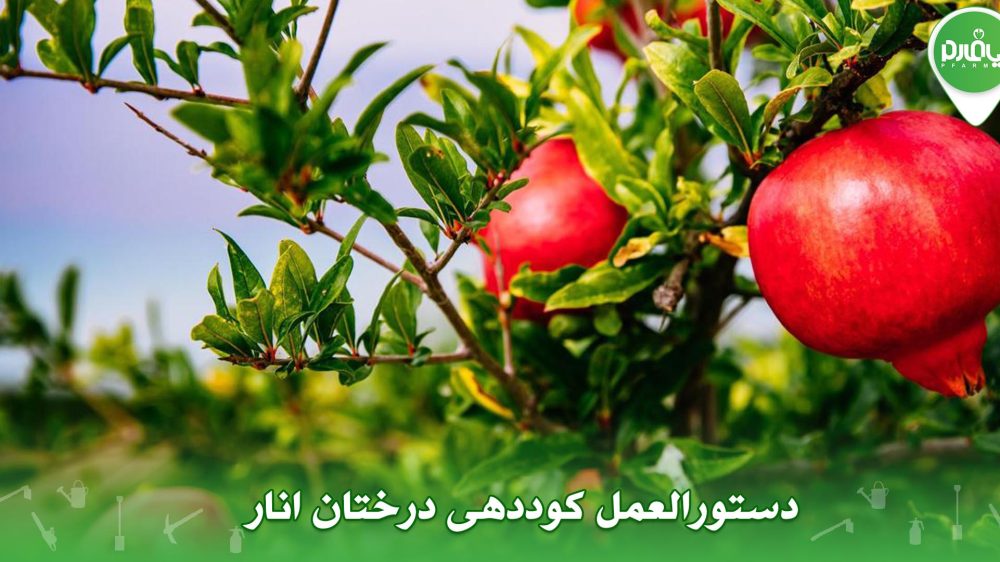 دستورالعمل کوددهی درختان انار