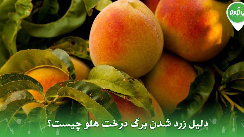 دلیل زرد شدن برگ درخت هلو چیست؟