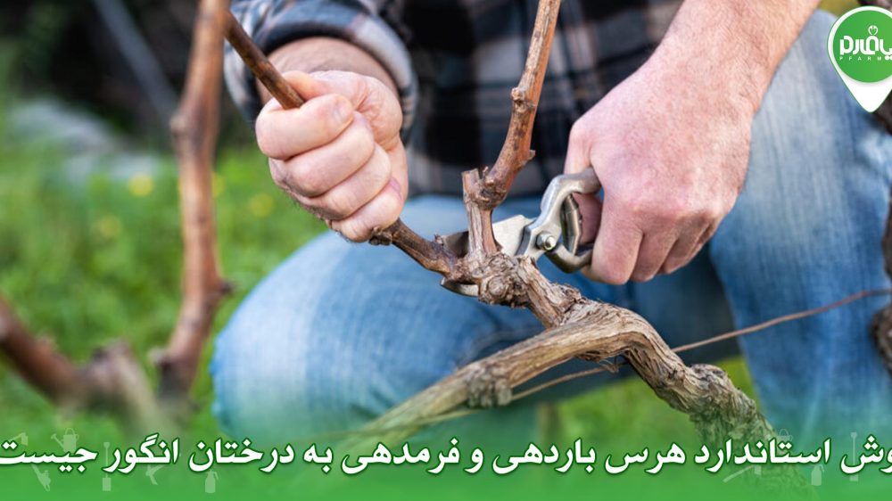 روش استاندارد هرس باردهی و فرمدهی به درختان انگور جیست؟