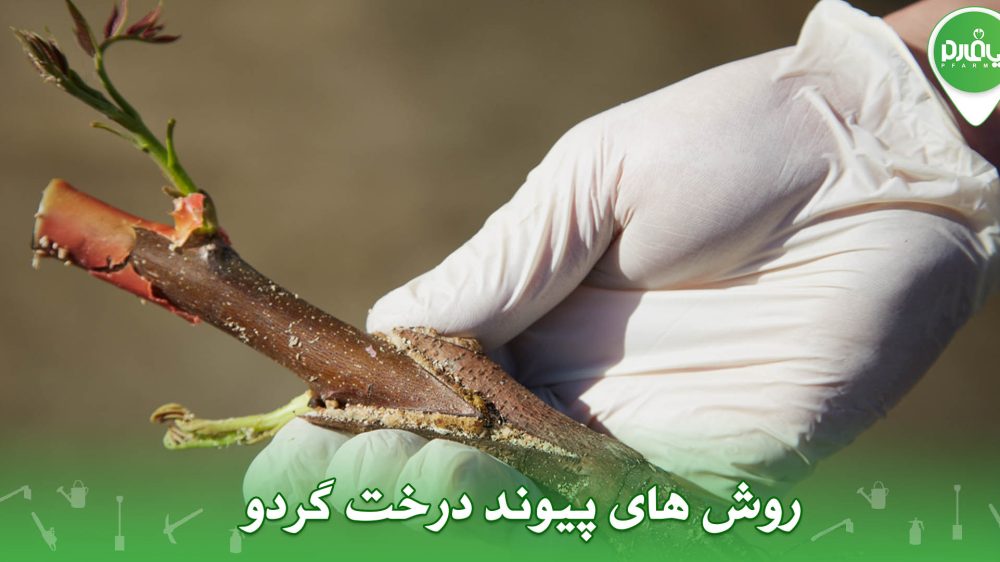 روش های پیوند درخت گردو