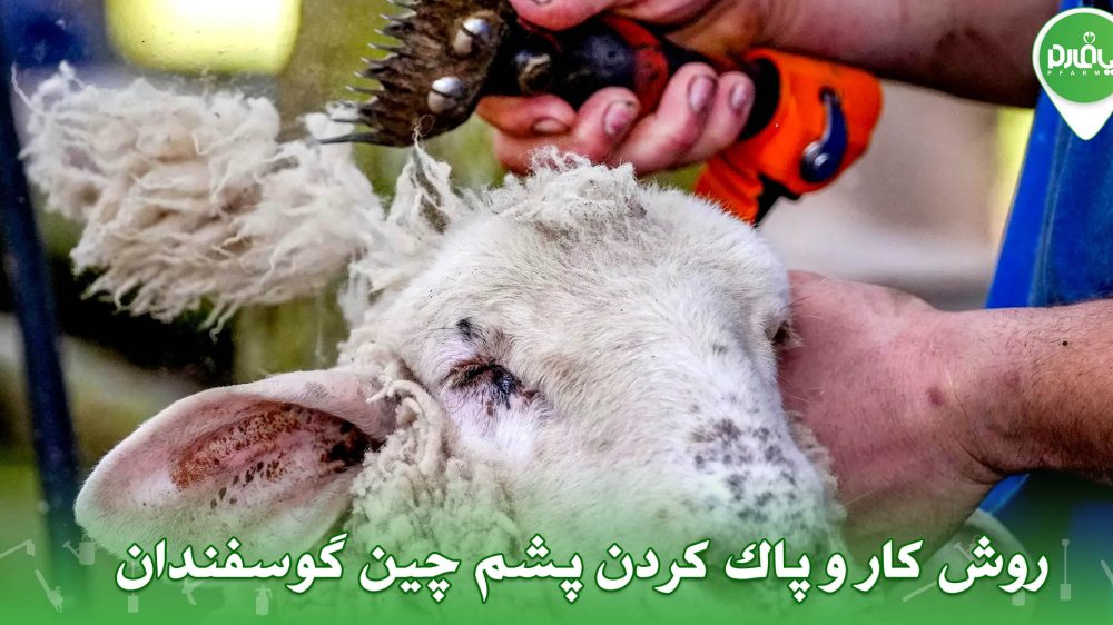 روش کار و پاک کردن پشم چین گوسفندان