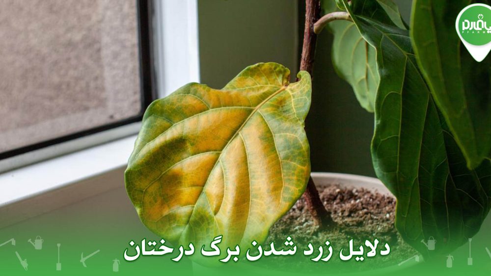 دلایل زرد شدن برگ درختان