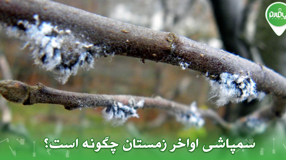 سمپاشی اواخر زمستان چگونه است؟