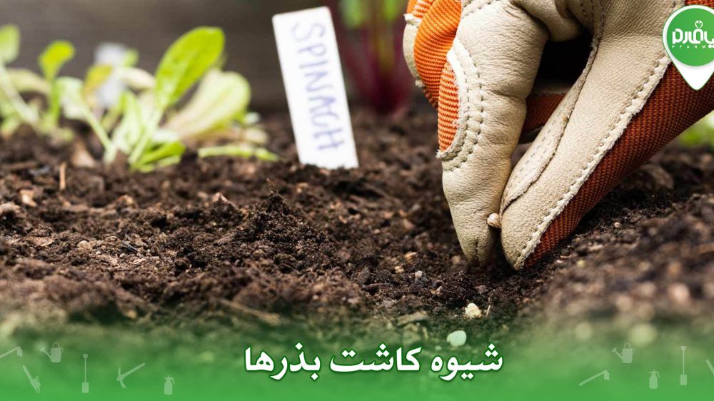 شیوه کاشت بذرها