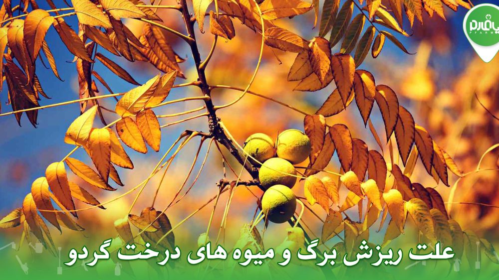 علت ریزش برگ و میوه های درخت گردو