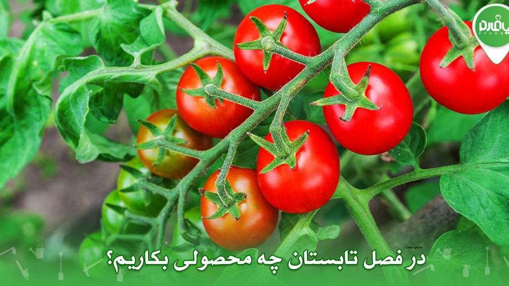 در فصل تابستان چه محصولی بکاریم؟