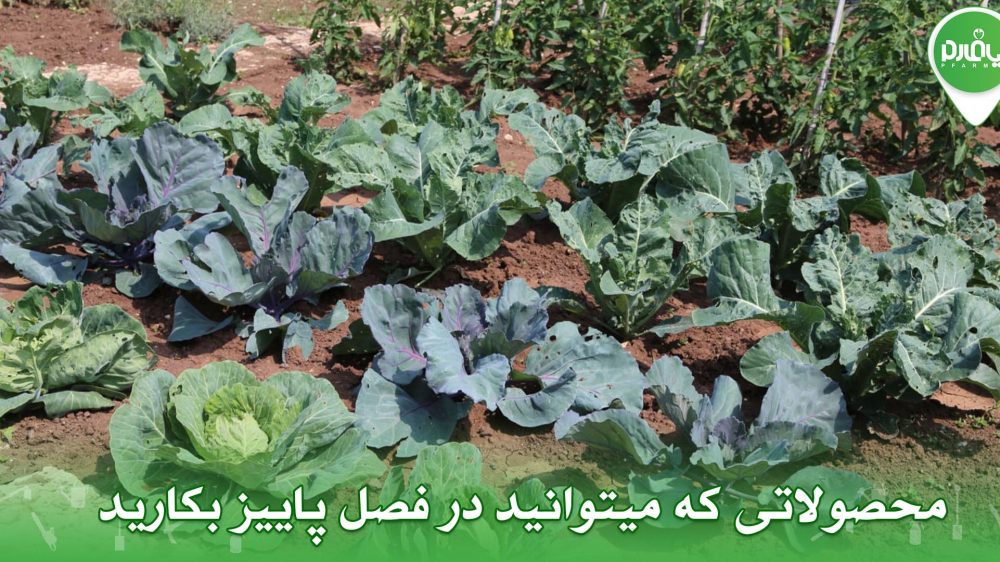 محصولاتی که میتوانید در فصل پاییز بکارید!