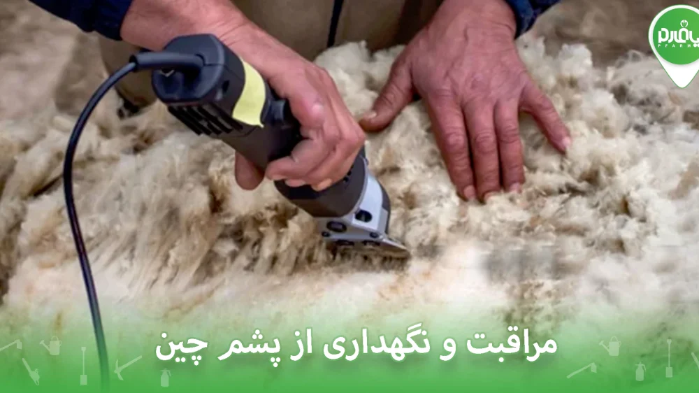 مراقبت و نگهداری از پشم چین