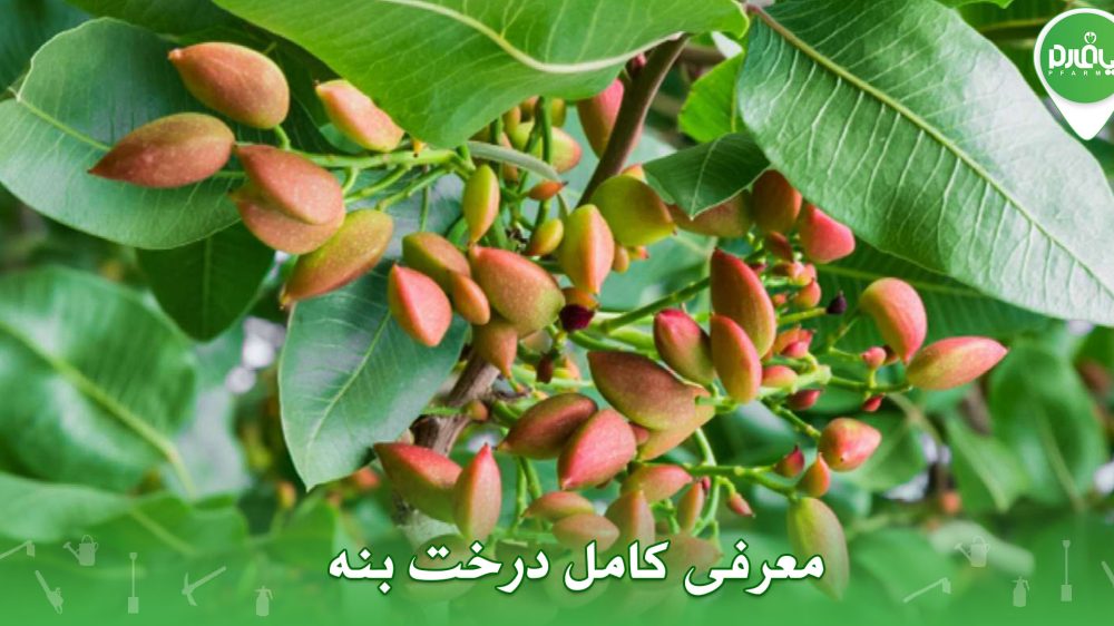 معرفی کامل درخت بنه (پسته وحشی)