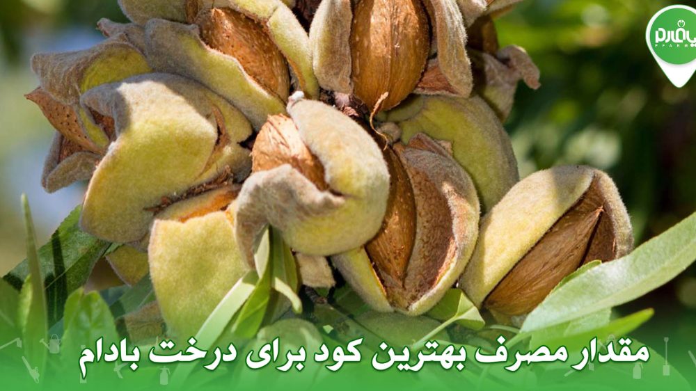 کود مناسب برای پربار شدن بادام