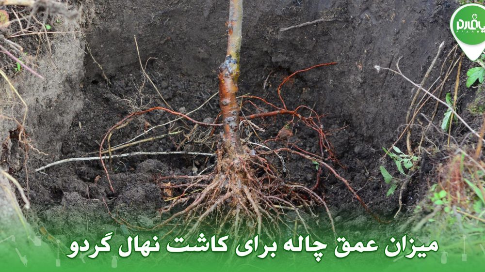 میزان عمق چاله برای کاشت نهال گردو