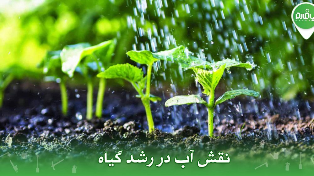 نقش آب در رشد گیاه