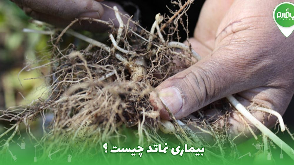 بیماری نماتد چیست ؟