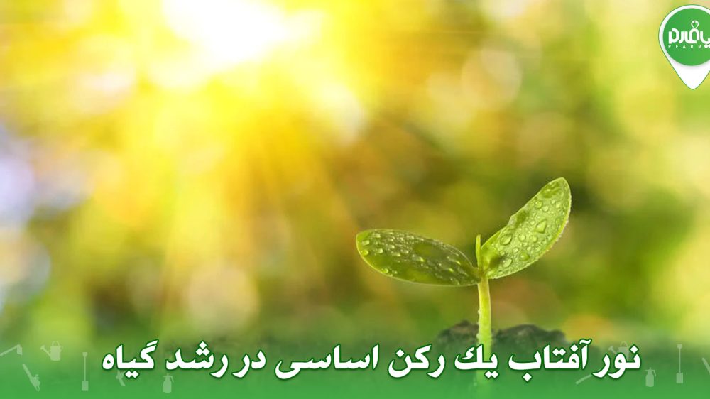 نور آفتاب یک رکن اساسی در رشد گیاه