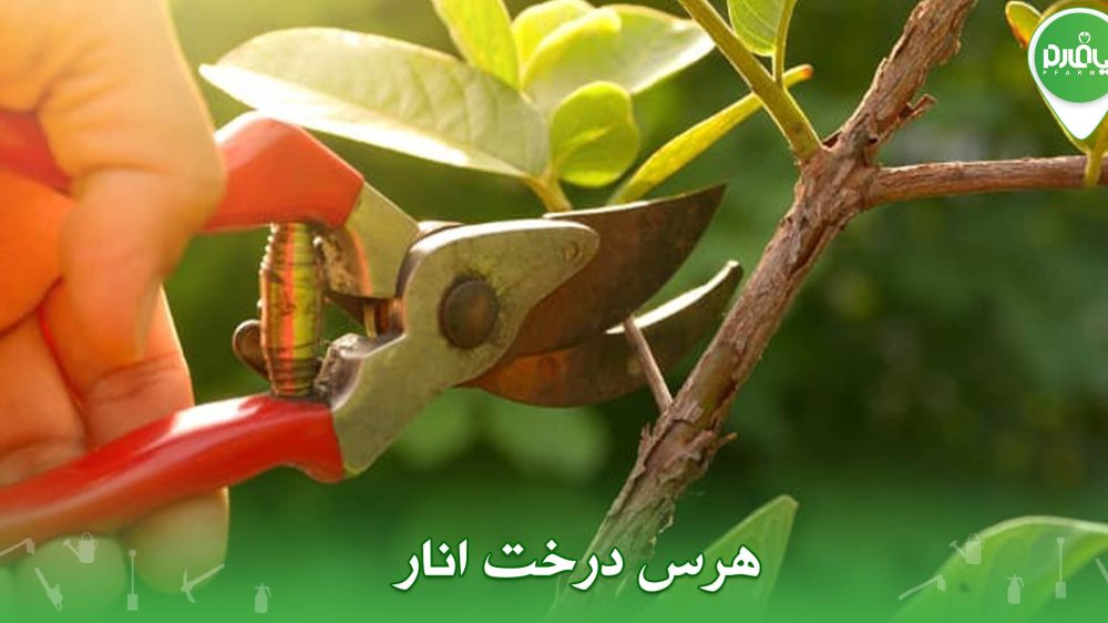 هرس درخت انار