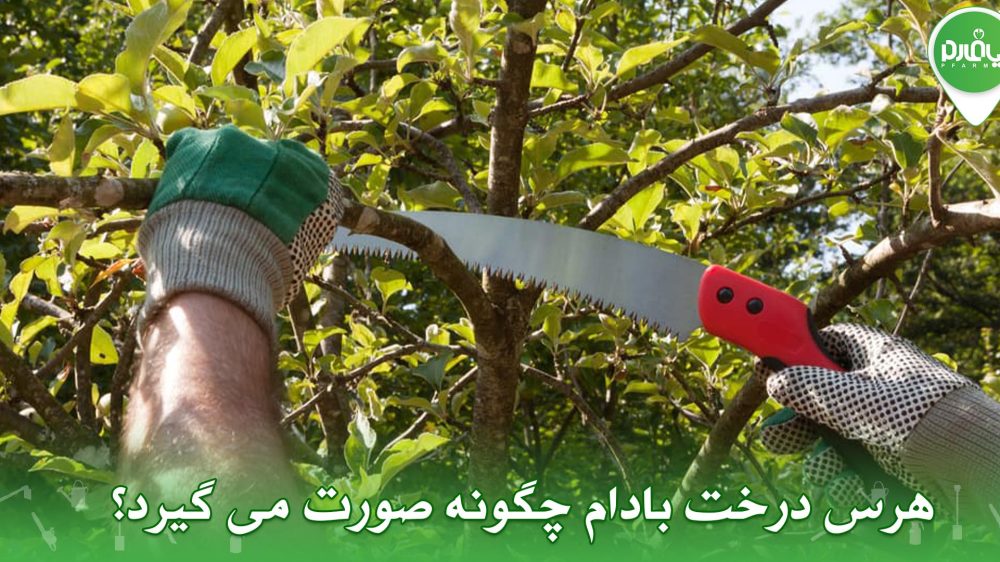 هرس درخت بادام چگونه صورت می گیرد؟