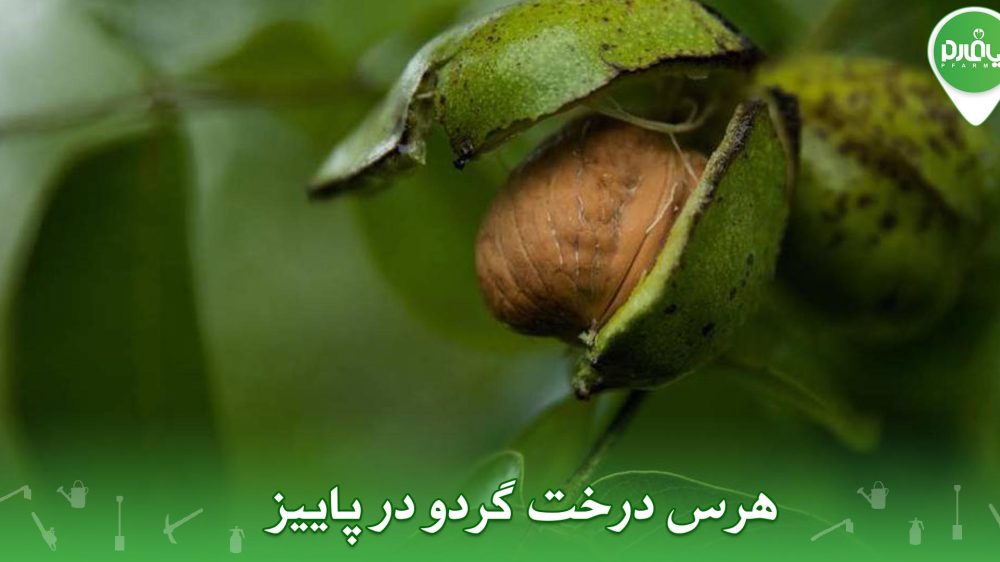 هرس درخت گردو در پاییز