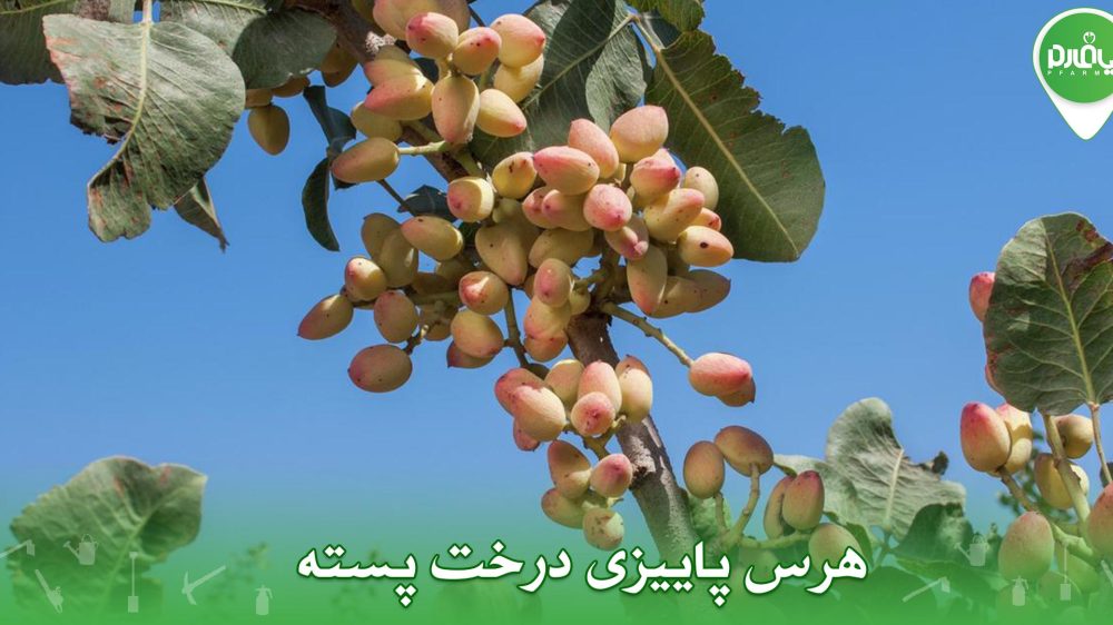 هرس پاییزی درخت پسته