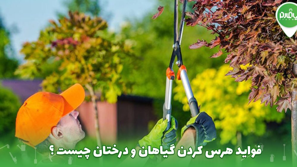 فواید هرس کردن گیاهان و درختان چیست ؟