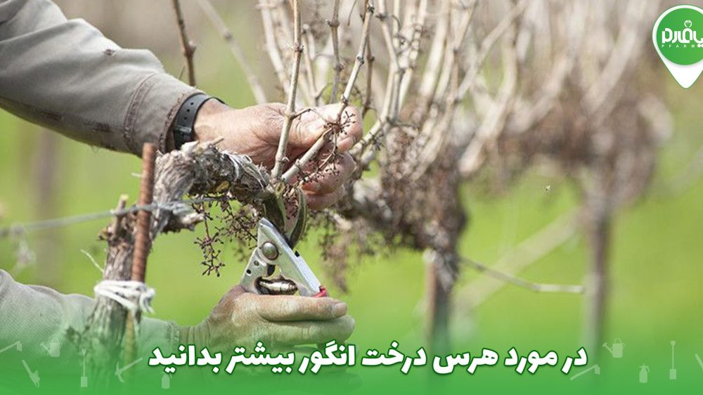 در مورد هرس درخت انگور بیشتر بدانید